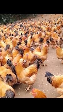 Best Natural Chicken Feed Recipes | DIY Healthy & Organic Chicken Feed