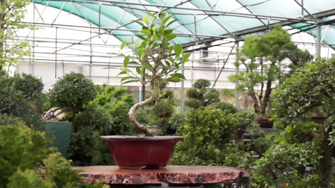 Brussel's Bonsai - Live Golden Gate Ficus Bonsai Tree in Ceramic Bonsai Pot, Indoor Bonsai Plant, 4 Years Old, 5-8 Inches Tall, Easy Care Houseplant for Home or Office (Small, Green)