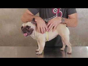 How To Measure Your Dog For a Harness