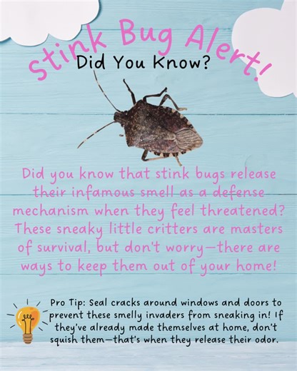 🚨 Stink Bug Alert! 🚨 Did you know that stink bugs release their infamous odor as a defense mechanism when they feel threatened? These sneaky little invaders can be a nuisance, but there’s no need to worry—there are ways to keep them out! 💡 Pro Tip: Seal cracks around windows and doors to prevent these smelly intruders from sneaking in. If they’ve already settled in, resist the urge to squash them—that’s when they release their odor!