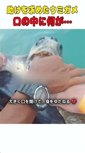 誰に助けを求めればいいか分かっていた野生のウミガメ 🐢❤️ #ウミガメ #動物レスキュー #感動