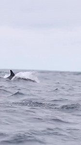 *SPIRITUAL ECHOLOCATION* By Prophet Wakisa Chizaso. Deep Draft. All Copyrights Reserved, 2020. Echolocation is also called bio sonar, is a biological active sonar used by several animal groups, both in the air and underwater. Echolocating animals emit sounds and listens to the echoes of those sounds that bounces back from various objects near them. They use these echoes to locate and identify the objects. Echolocation is used for navigation, foraging and hunting prey. This also allows the animal