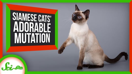 The delightful mutation behind Siamese cats