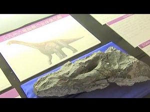 国内最大級の“恐竜の首の化石”約１億１０００万年前に存在、博物館で公開～福岡
