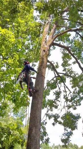 Salario de un Escalador de árboles 🌳 | #Viral #arboleros #treework #treeclimber #trending @Elmer escalador🌲
