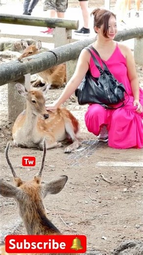 「奈良公園の鹿の魔法 🦌✨ 小さな動画、大きな愛」#NaraPark #Deer #Japan #ViralVideo #Shorts #Reels #奈良公園 #鹿 #日本