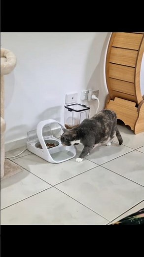 Everyday pudding tries. Everyday pudding fails. #cat #funny #pudding