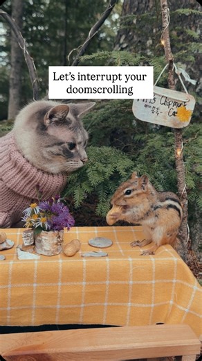 Courtney 👩🏻 Rams 🐶 & Fifi 🐱| Pet Creators on Instagram: "Doomscrolling…interrupted. Just a little whimsical woodland animal scene to help you feel something again. 🥹 Answers to some common questions about Fifi’s Chipmunk Cafe ☕️🐿️🌲 Q: Is this AI? A: No. Q: Did you train your cat to do this? A: No. Fifi loves chipmunks and other woodland animals. One day we discovered that she would calmly sit out in the woods with the chipmunks if there was a little table in front of her for the chipmunks