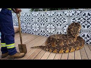 Deadly Snake In The Drain