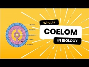 Coelom| Body cavity class 11| #biology #neet #class11 #viral