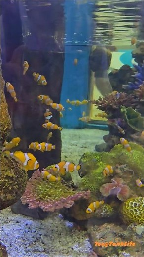 🐟 Clownfish Kingdom – Life in the Heart of the Reef 🏝