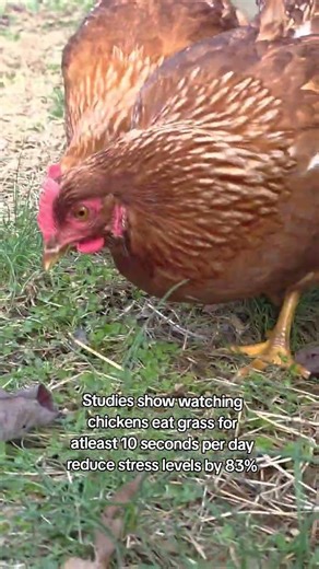 Take a breather and watch these chickens eat grass #calmingsounds #chickens #farming