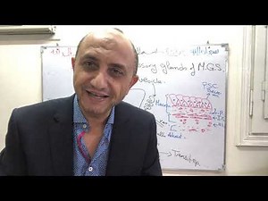 Male genital system part 4