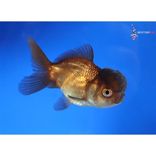 2.5” Imported Red and Black Oranda | Next Day Koi | Koi Fish For Sale