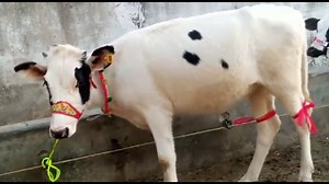 #Sold | Janwar Point