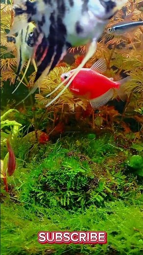 Lush Green Aquascape | Freshwater Planted Tank