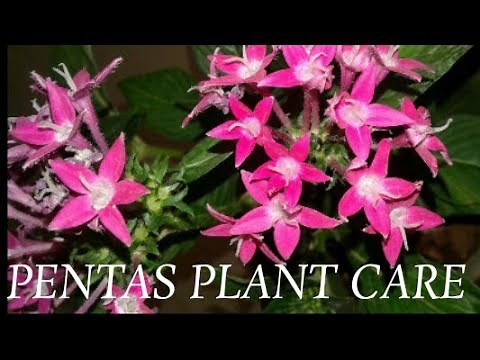 How to grow and care for pentas plant how to propagate pentas