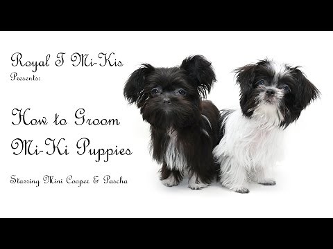 How to Groom Mi-Ki Puppies