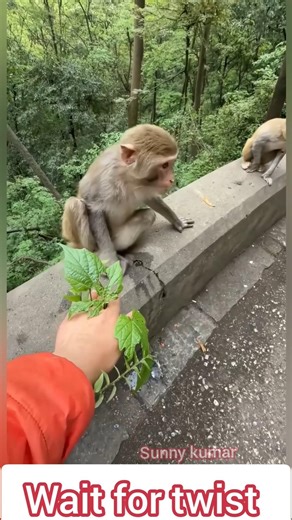 Monkey Ke Saath Chota Sa Mazak🍃 Dekhiye Kya Hua #monkeyshorts #funnymonkey #monkeylove #bandar