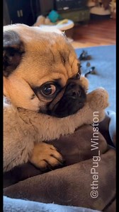 19K views · 1.1K reactions | This is my kitty meow meow… aka #grumpycat The Official Grumpy Cat #pug | Winston The Pug | Facebook