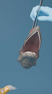 228K views · 2.6K reactions | Microraptor Mouth vs Brachiosaurus Mouth  #shorts #memes | CGI View | Facebook