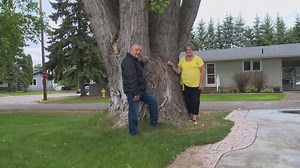 Saskatoon tree sprouts to title of broadest tree in Saskatchewan