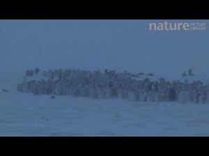 Emperor penguin chicks huddled together during a blizzard, Adelie Land, Antarctica