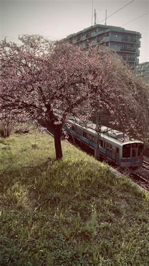 Mysterious Flowering Tree in Japan 🌸 Is it a Cherry Blossom?! | Hidden Train View Discovery
