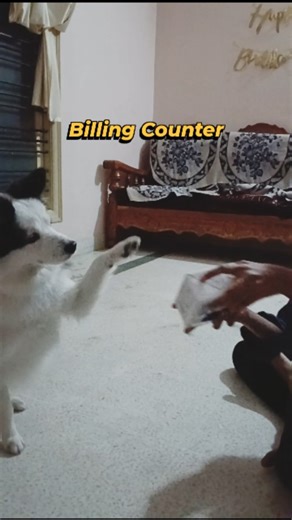 Sharada Nitin on Instagram: "Billing Counter . . . . #funny #comedy #viral #dogsofinstagram"