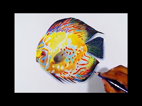 Drawing a Discus fish -- Faber-castell polychromos pencils.