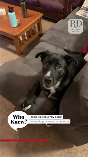 Why do dogs get the zoomies? | Who Knew