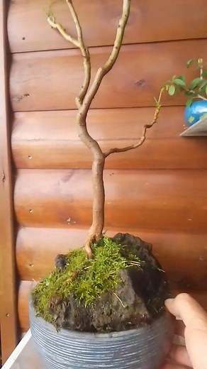 Delonix regia – 🪾Flamboyant royal 🫴Roots over the rock 🔥👌 | Sub tropical aqua