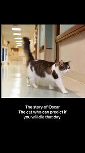 Oscar the cat who can sense death within 24 hrs in Rhode Island nursing home. #oscar #oscarthecat ##cat #catsoftiktok #cats #catlover #pet #PetsOfTikTok #pets #petlover #paranormal #demon #horrortok #horror #scarytiktoks #scary #haunted #ghost #ghosts #TikTokShop #evil #dead #death #1 #creepy #creepytok #scare #scared #spooky #God #angel #satan #devil #shadow #stalker #shadow | Penn Paranormal