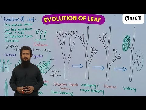 Evolution of leaf | evolution of microphylls and megaphylls
