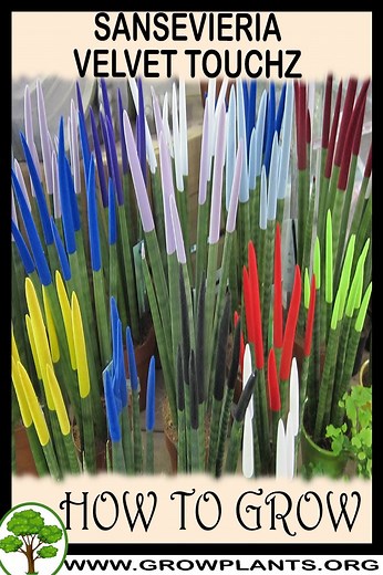 Sansevieria velvet touchz - How to grow & care