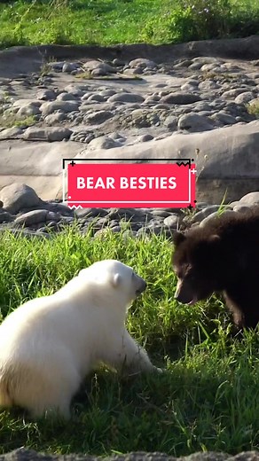 Grizzly and Polar Bear Cubs: Best Friends in Water