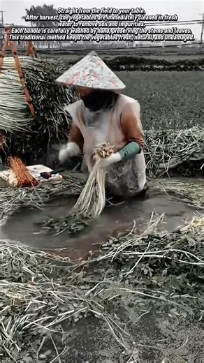 Traditional Vegetable Washing & Bundling Process After Harvest! #shorts
