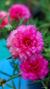 Moss rose flowers | My Beautiful Garden