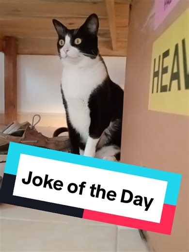 Math Joke of the Day Featuring Penny the Cat