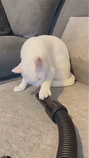Cat moments #funny #cat #fun #cutecat #cute