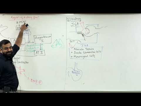 Regulation of Kidney Function – Part 2 | ADH, RAAS & JGA Made Simple