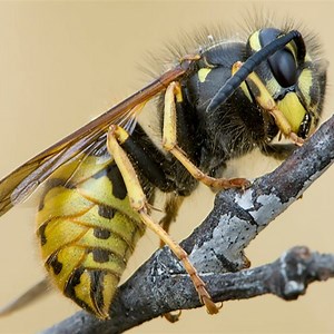 How I Learned to Stop Worrying and Control Wasps with Vespex |