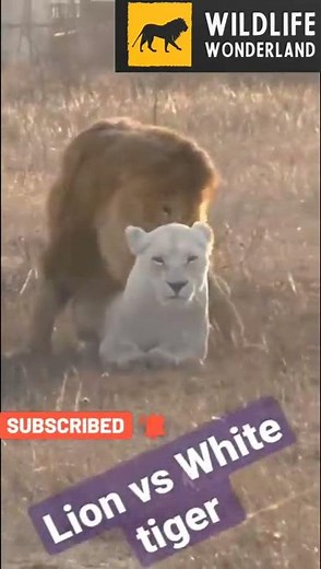 Lion Vs Tigress | Mating | Lion Loves Tigress | Status | Wildlife Wonderland