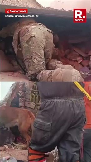 Argentine Dog Bart Saves Two Children Trapped In Venezuela Earthquake Rubble