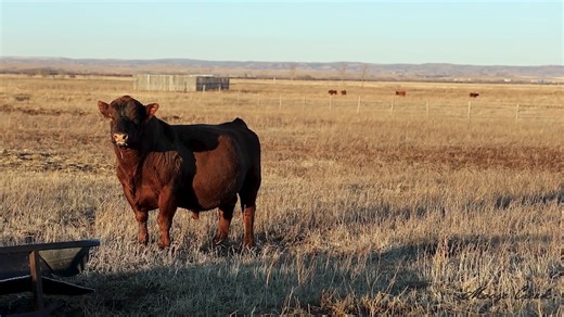 What is the sale offering backed by 50 years of breeding and business? The final thoughts from the Ippolito family. 📸Prairie Pistol Designs 📹 Stacy Young | Moose Creek Red Angus