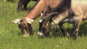 Hundreds of brush-clearing goats cause quite the spectacle in Chula Vista