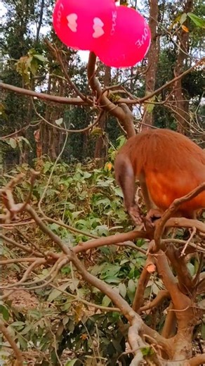 The monkey got scared on hearing the Pip-pip sound🐒🔥🔑🤣#monkey #animals #shortvideos