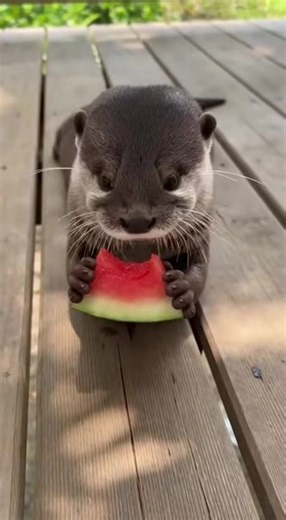 Adorable Otters: The Cutest Animals You'll Love
