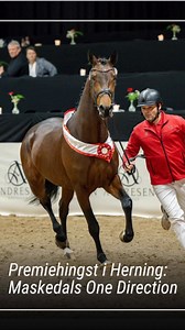 Maskedals One Direction er hingst, kåret som præmiehingst i Dansk Varmblod. Han imponerer med sin smidighed, teknik og kapacitet, hvilket blev belønnet med karakteren 9 i både kapacitet og teknik ved kåringen.Med en stærk afstamning efter Balou Star / Favorit Ask / Heartbeat besidder han en fremragende kombination af moderne springblod og præstationssikkerhed. Han er halvbror til Maskedals One Man Show, der allerede markerer sig på 145 cm niveau med Søren Møller Rohde i sadlen.Maskedals One Dire