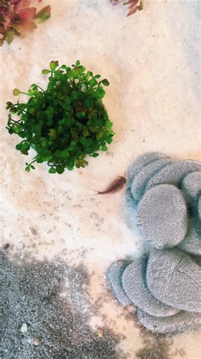 #fyp #trending #triops #triopszucht #animals